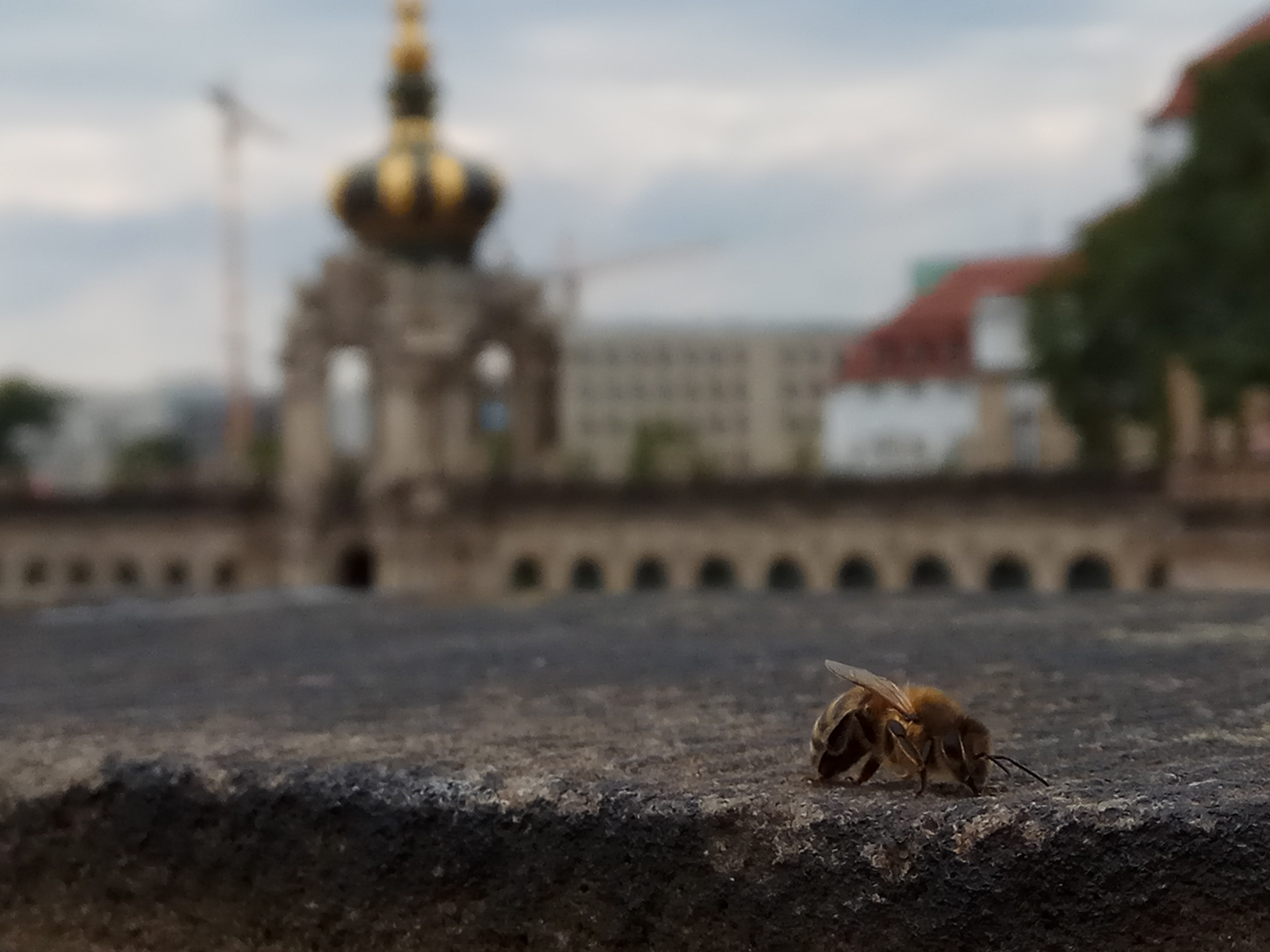 Dresden bee, Dresden