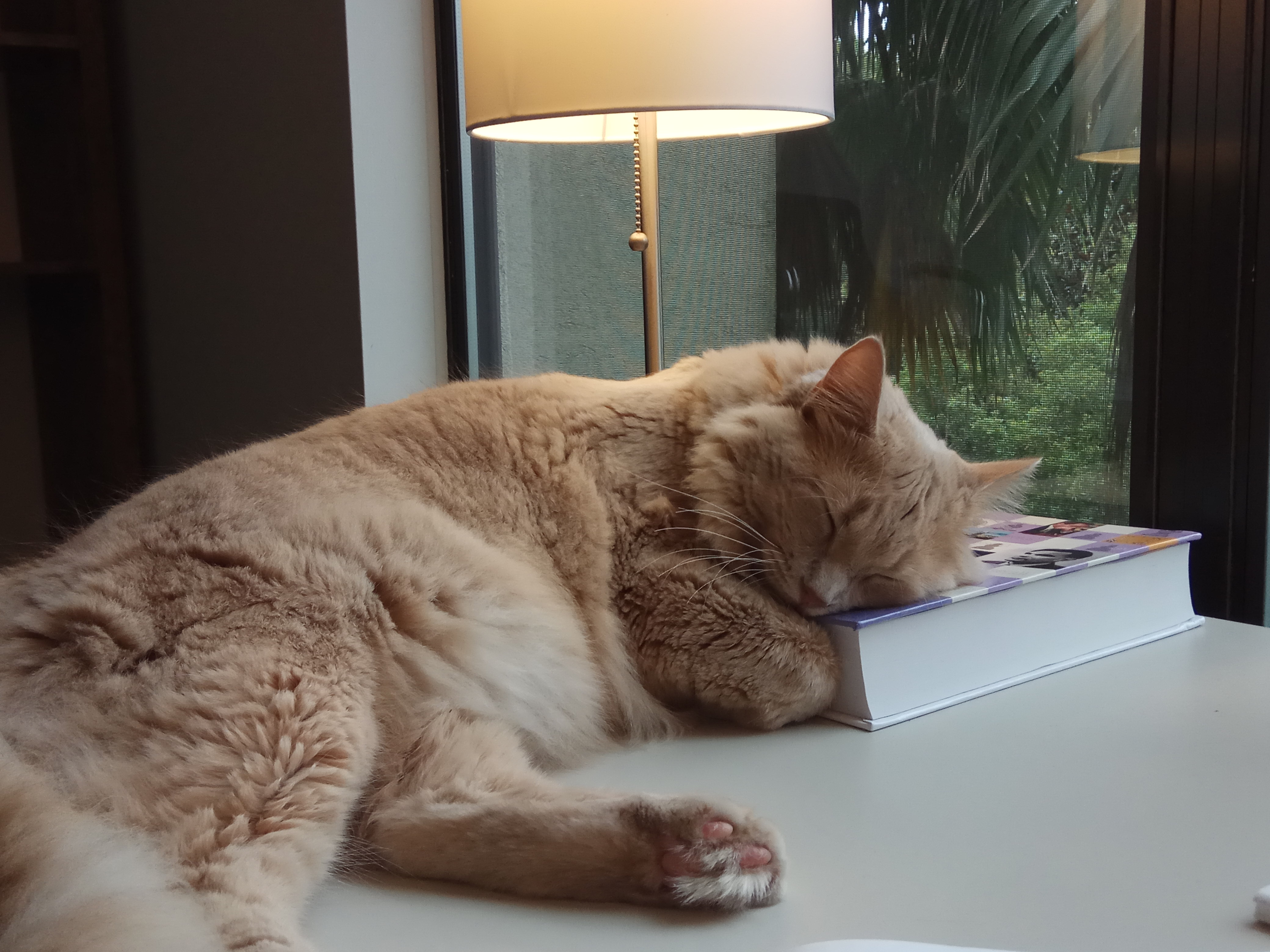 Mocha sleeping on AI textbook