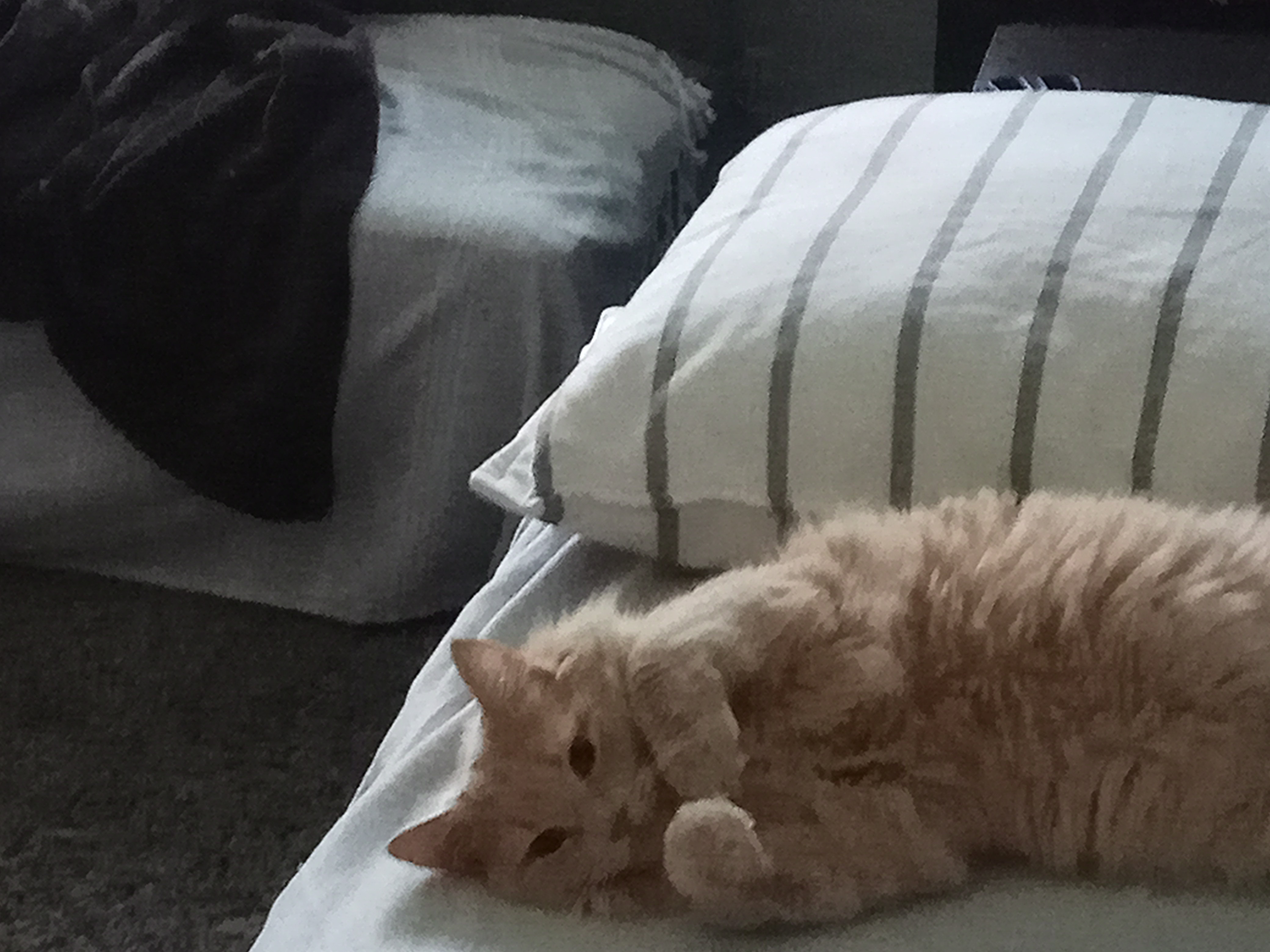 Mocha being a pillow