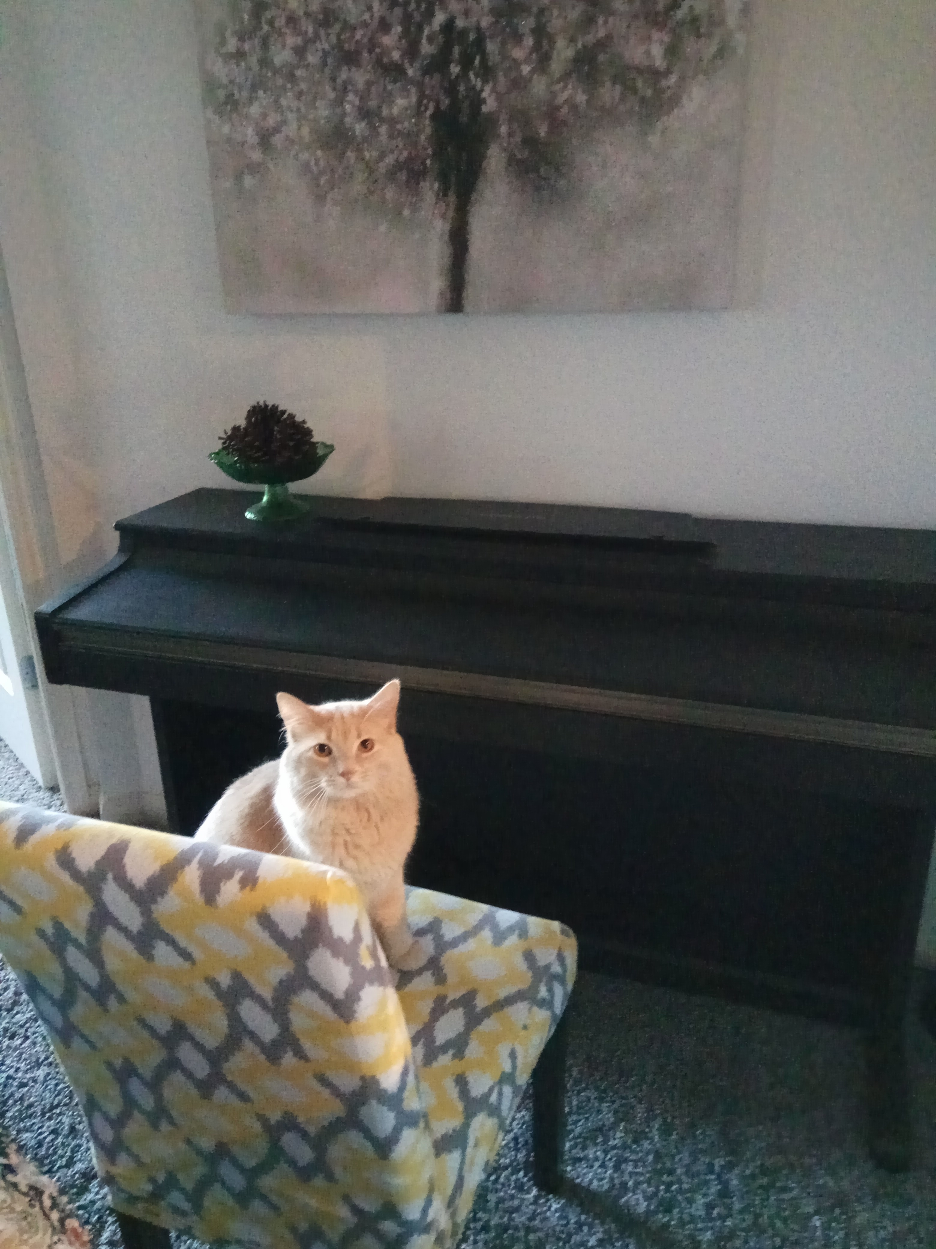 Mocha at piano class